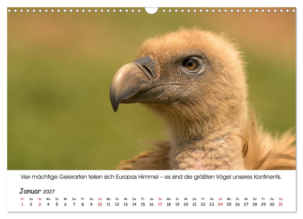 Die Geier sind los (CALVENDO Wandkalender 2027)
