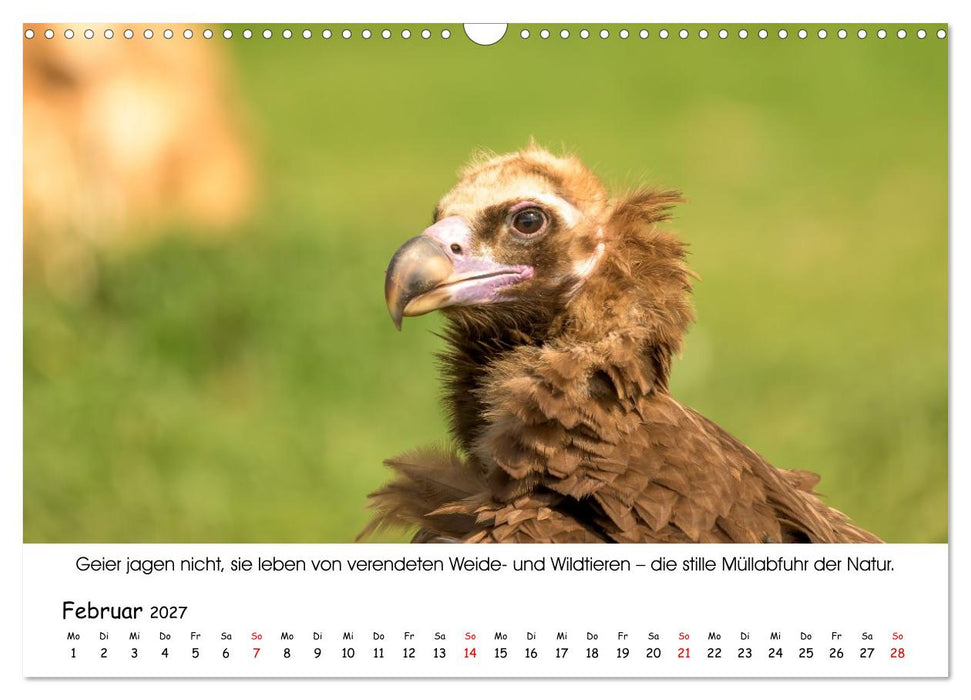 Die Geier sind los (CALVENDO Wandkalender 2027)
