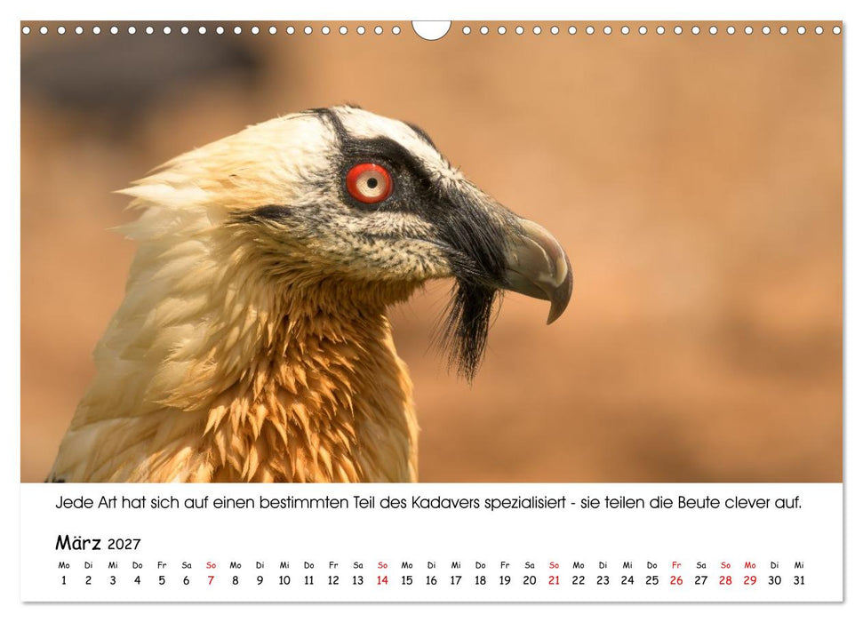 Die Geier sind los (CALVENDO Wandkalender 2027)