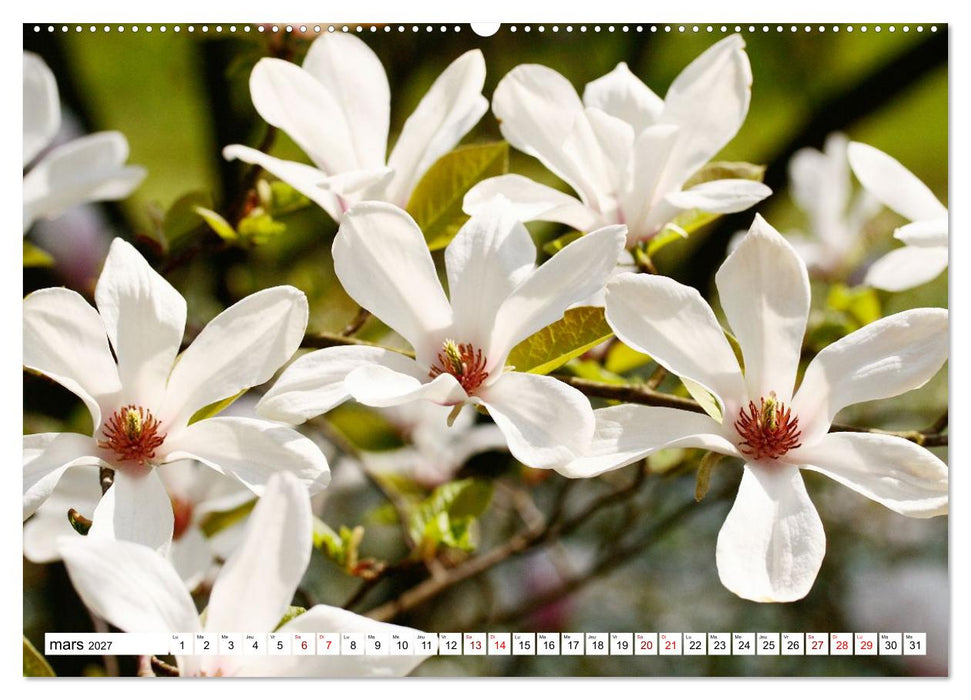 Au royaume des fleurs (CALVENDO Calendrier supérieur 2027)