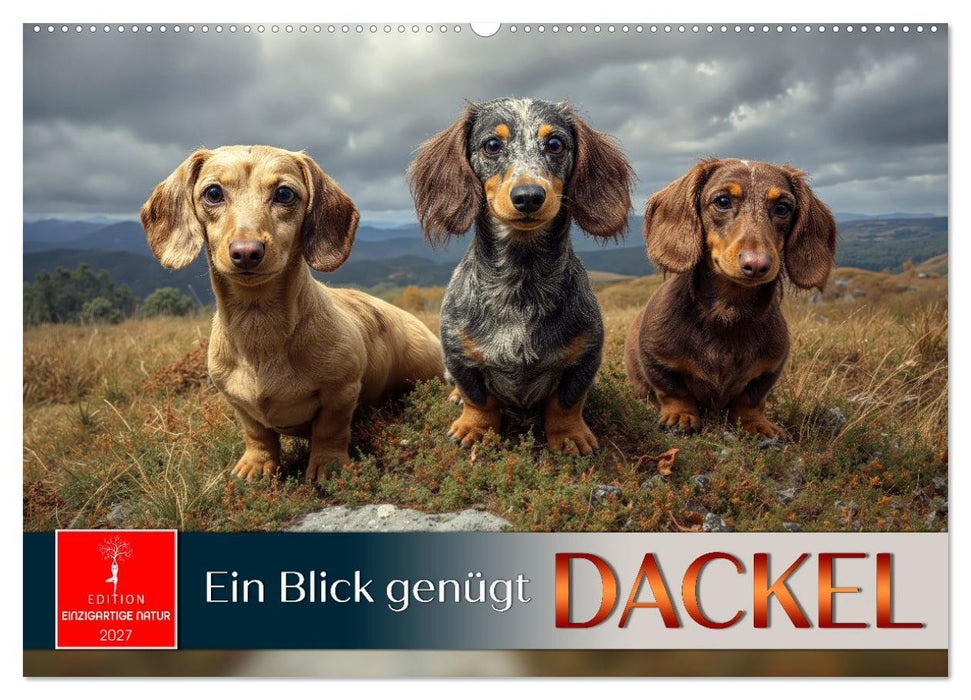 Dackel - ein Blick genügt (CALVENDO Wandkalender 2027)