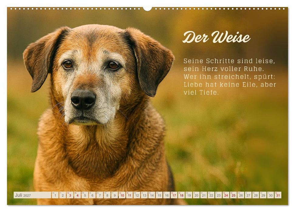 Hunde mit Charakter (CALVENDO Premium Wandkalender 2027)