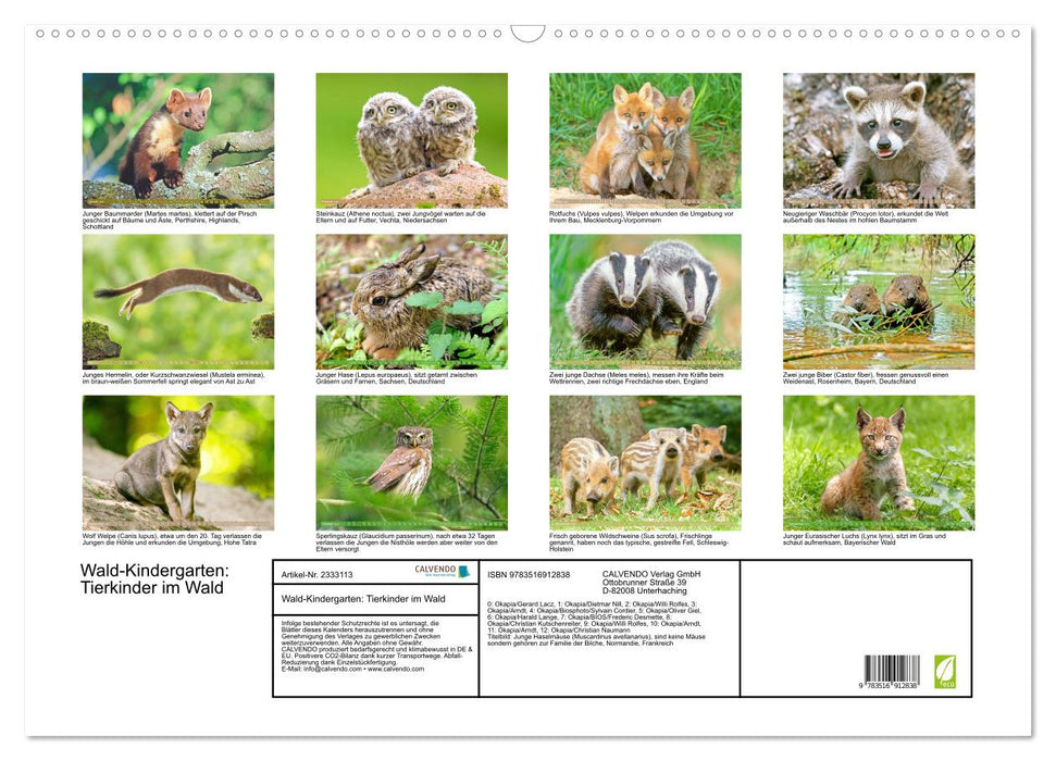 Wald-Kindergarten: Tierkinder im Wald (CALVENDO Wandkalender 2027)