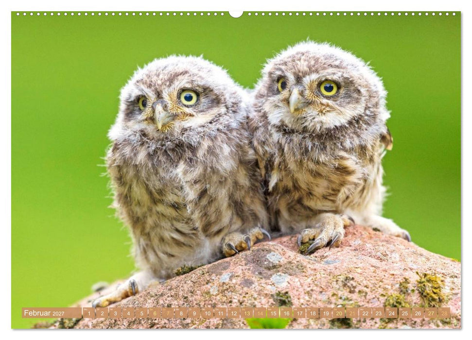 Wald-Kindergarten: Tierkinder im Wald (CALVENDO Wandkalender 2027)
