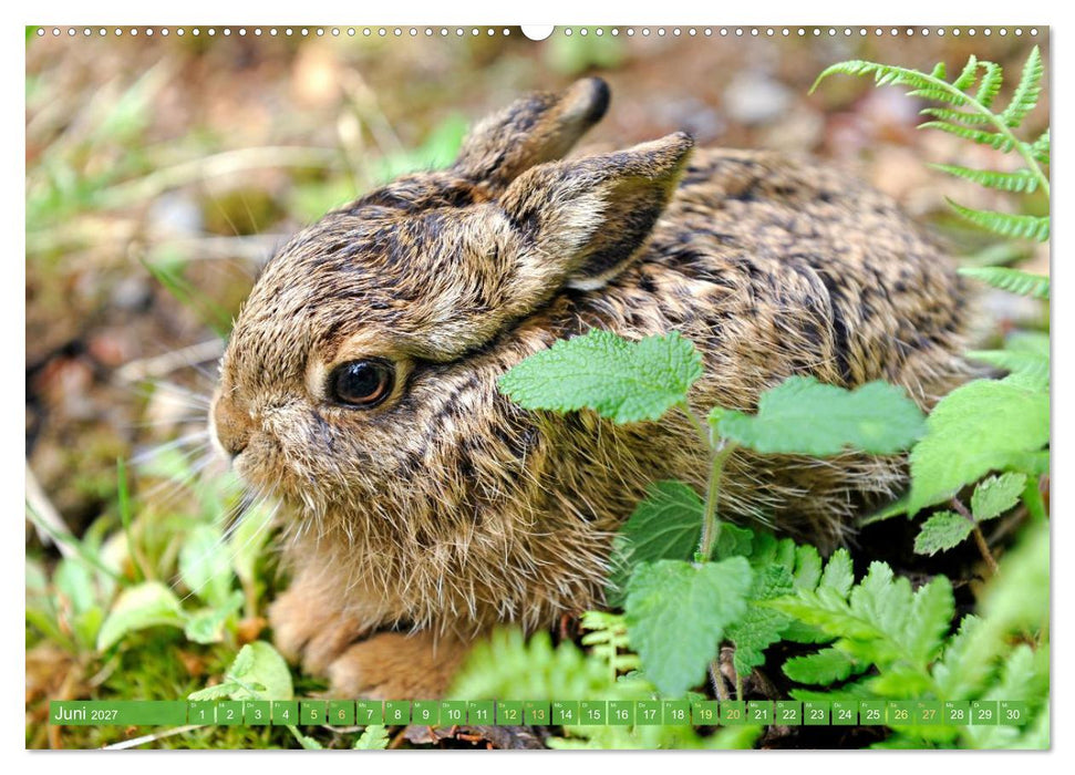 Wald-Kindergarten: Tierkinder im Wald (CALVENDO Wandkalender 2027)