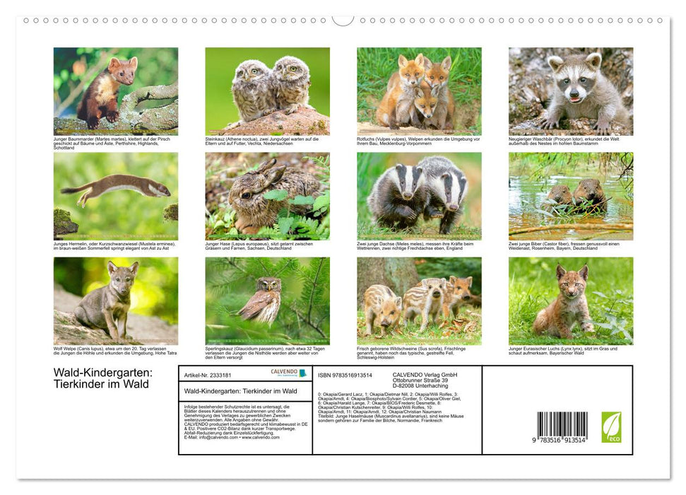 Wald-Kindergarten: Tierkinder im Wald (CALVENDO Premium Wandkalender 2027)