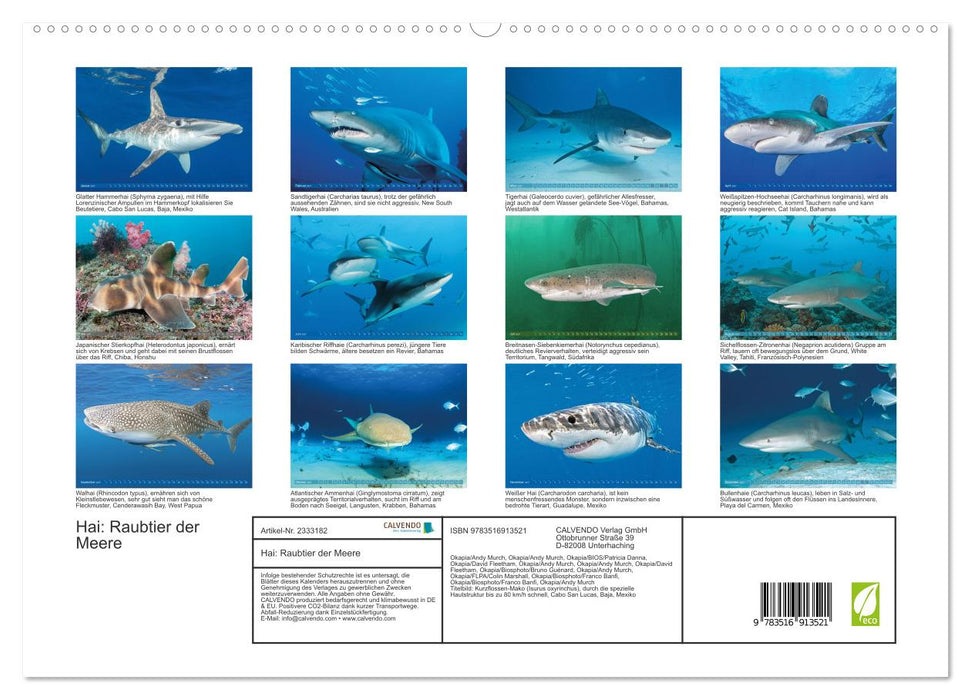 Hai: Raubtier der Meere (CALVENDO Premium Wandkalender 2027)
