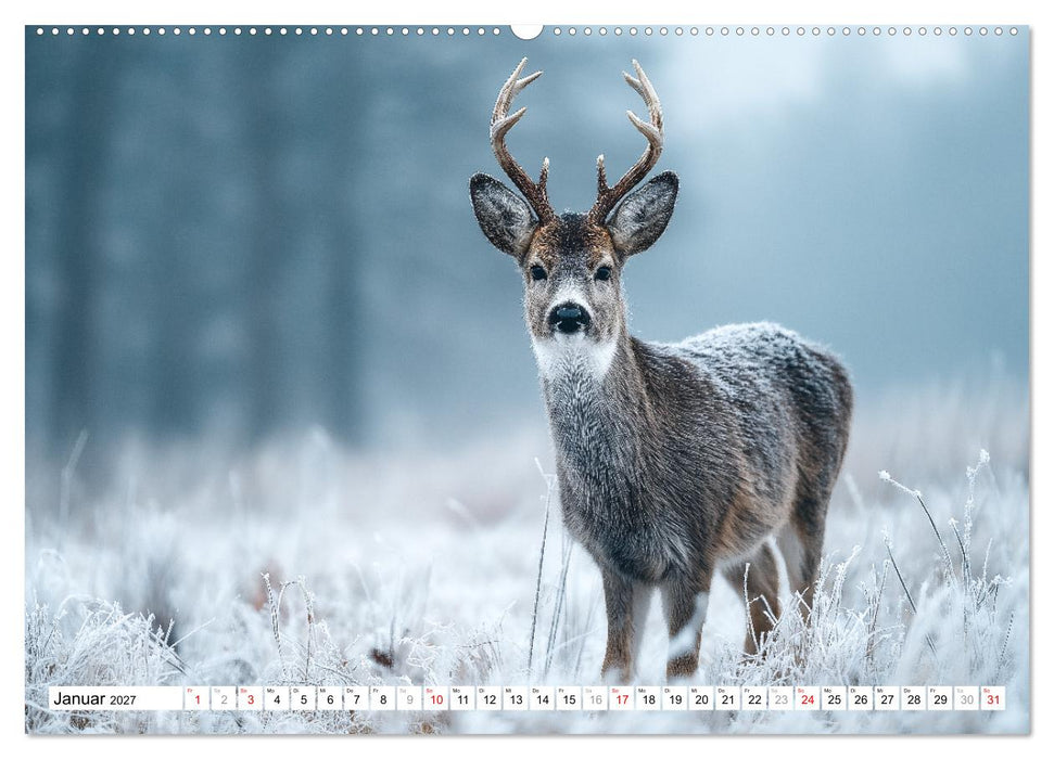 HIRSCHE UND REHE - Ein Jahr in freier Wildbahn (CALVENDO Wandkalender 2027)