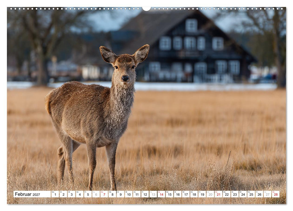 HIRSCHE UND REHE - Ein Jahr in freier Wildbahn (CALVENDO Wandkalender 2027)
