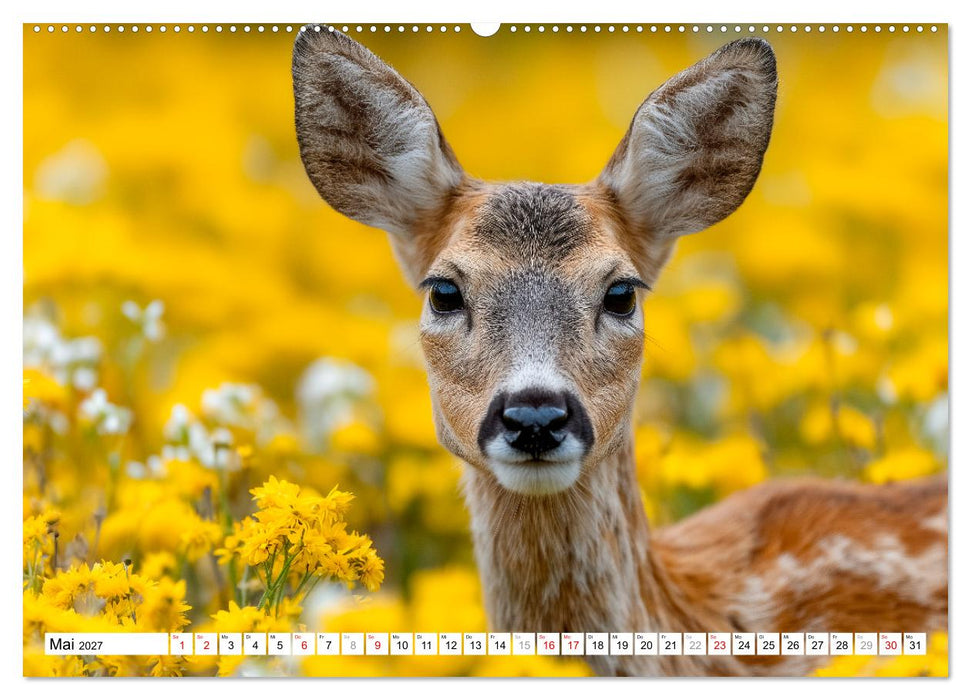 HIRSCHE UND REHE - Ein Jahr in freier Wildbahn (CALVENDO Wandkalender 2027)