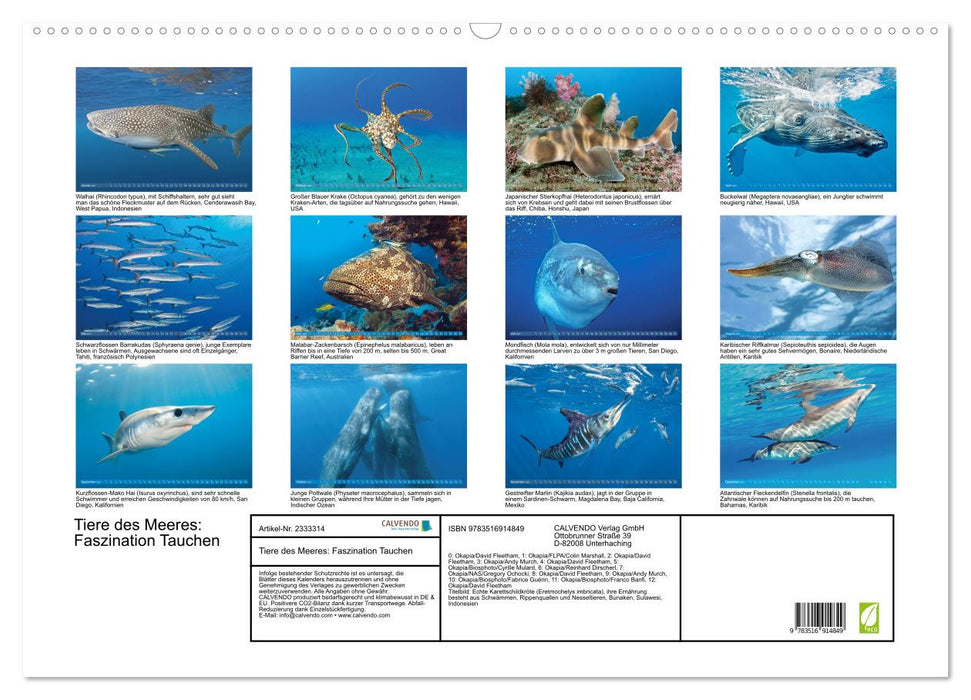 Tiere des Meeres: Faszination Tauchen (CALVENDO Wandkalender 2027)