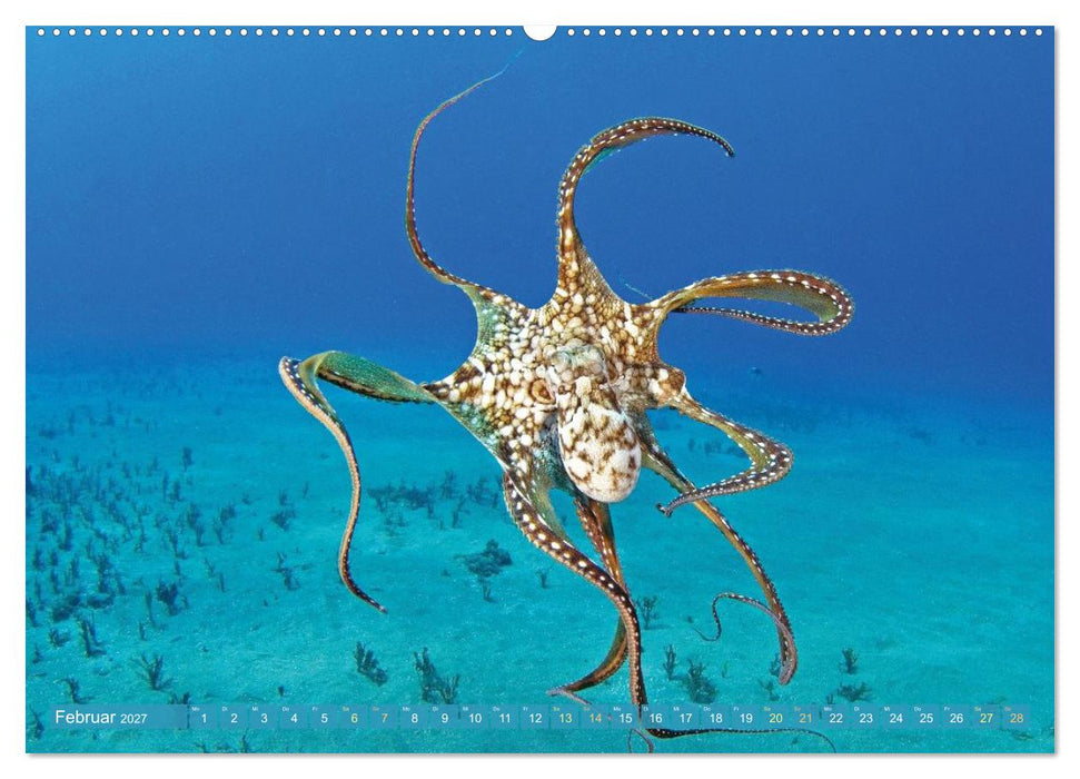 Tiere des Meeres: Faszination Tauchen (CALVENDO Wandkalender 2027)