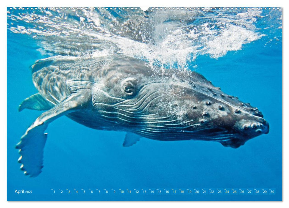 Tiere des Meeres: Faszination Tauchen (CALVENDO Wandkalender 2027)