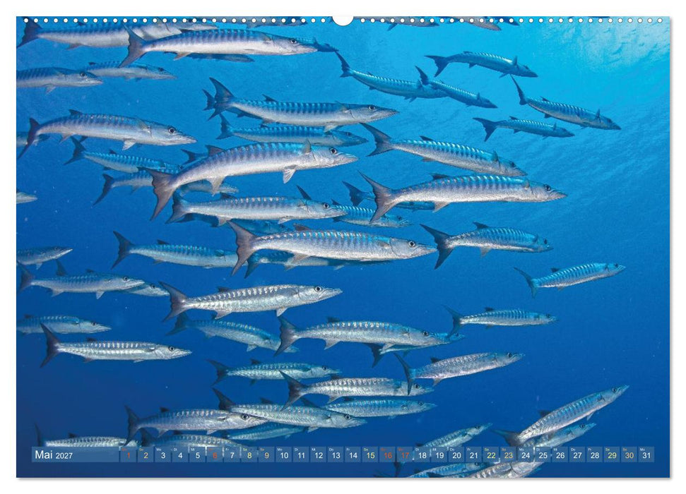 Tiere des Meeres: Faszination Tauchen (CALVENDO Wandkalender 2027)