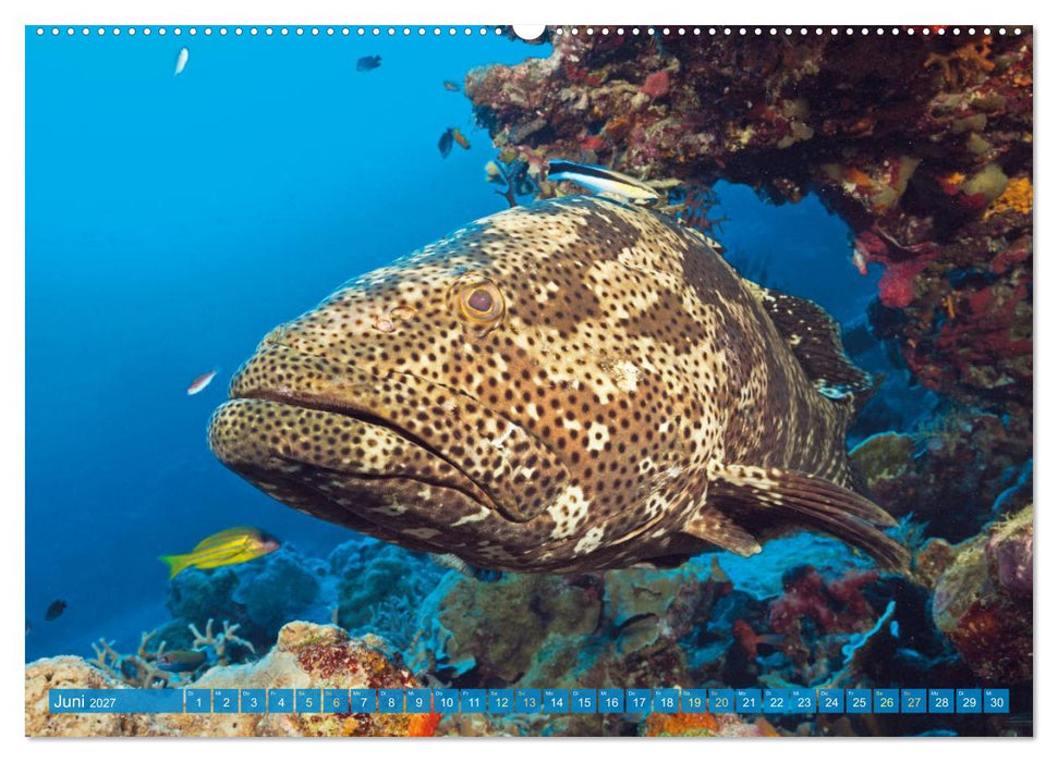 Tiere des Meeres: Faszination Tauchen (CALVENDO Wandkalender 2027)