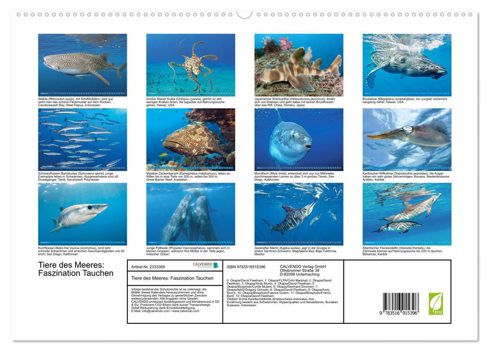 Tiere des Meeres: Faszination Tauchen (CALVENDO Premium Wandkalender 2027)