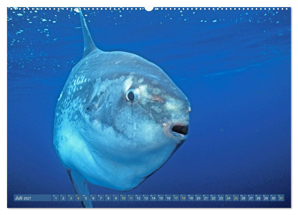 Tiere des Meeres: Faszination Tauchen (CALVENDO Premium Wandkalender 2027)