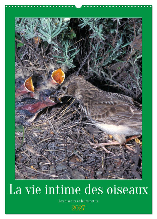 La vie intime des oiseaux Les oiseaux et leurs petits (CALVENDO Calendrier mensuel 2027)