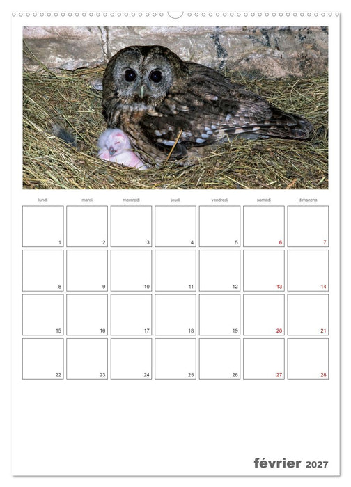La vie intime des oiseaux Les oiseaux et leurs petits (CALVENDO Calendrier mensuel 2027)