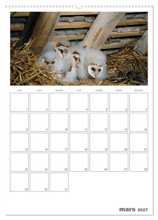La vie intime des oiseaux Les oiseaux et leurs petits (CALVENDO Calendrier mensuel 2027)