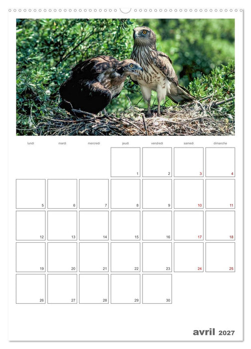 La vie intime des oiseaux Les oiseaux et leurs petits (CALVENDO Calendrier supérieur 2027)