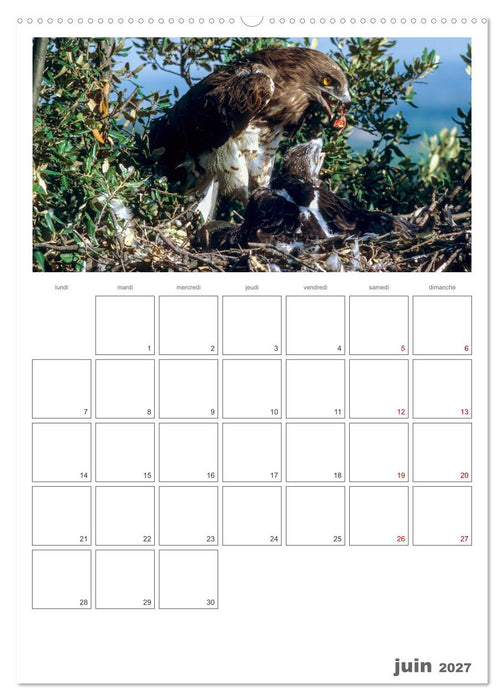 La vie intime des oiseaux Les oiseaux et leurs petits (CALVENDO Calendrier supérieur 2027)