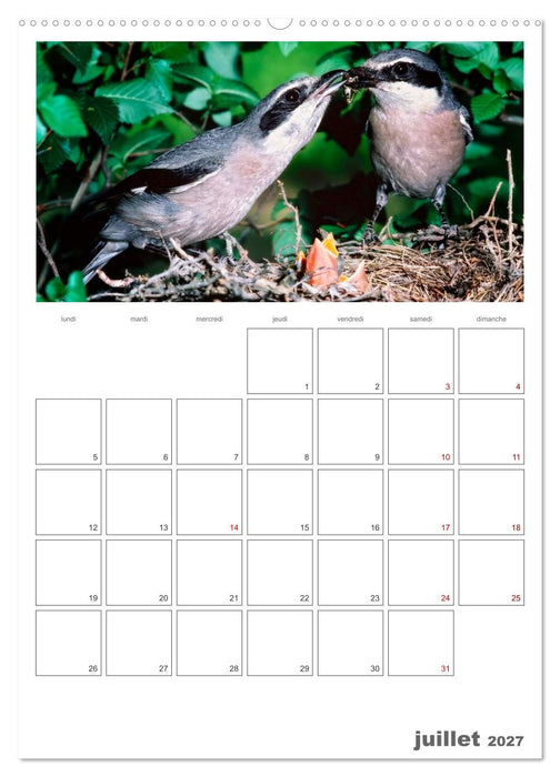 La vie intime des oiseaux Les oiseaux et leurs petits (CALVENDO Calendrier supérieur 2027)