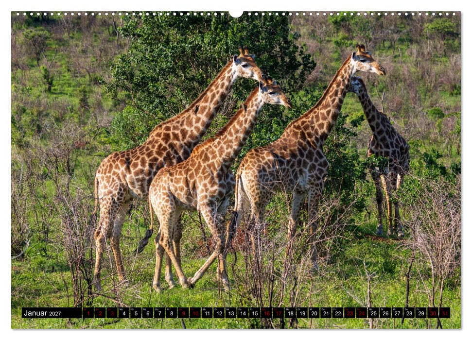 Komm mit auf Safari! Botswana und Südafrika (CALVENDO Wandkalender 2027)