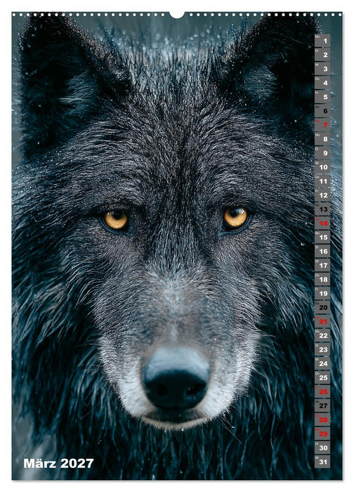 Wölfe aus aller Welt (CALVENDO Wandkalender 2027)