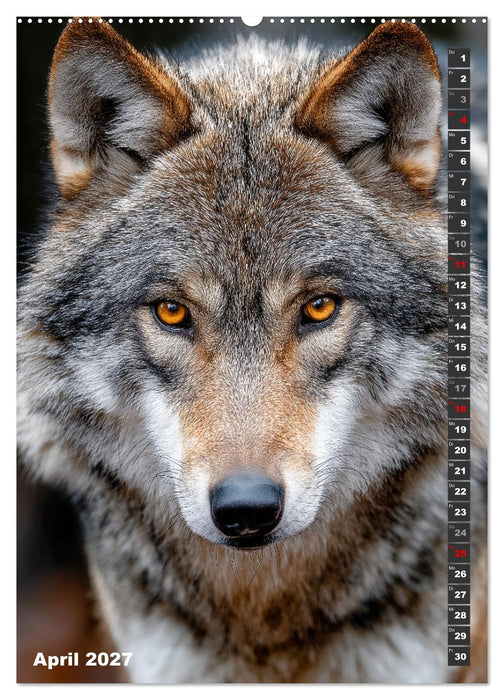 Wölfe aus aller Welt (CALVENDO Wandkalender 2027)