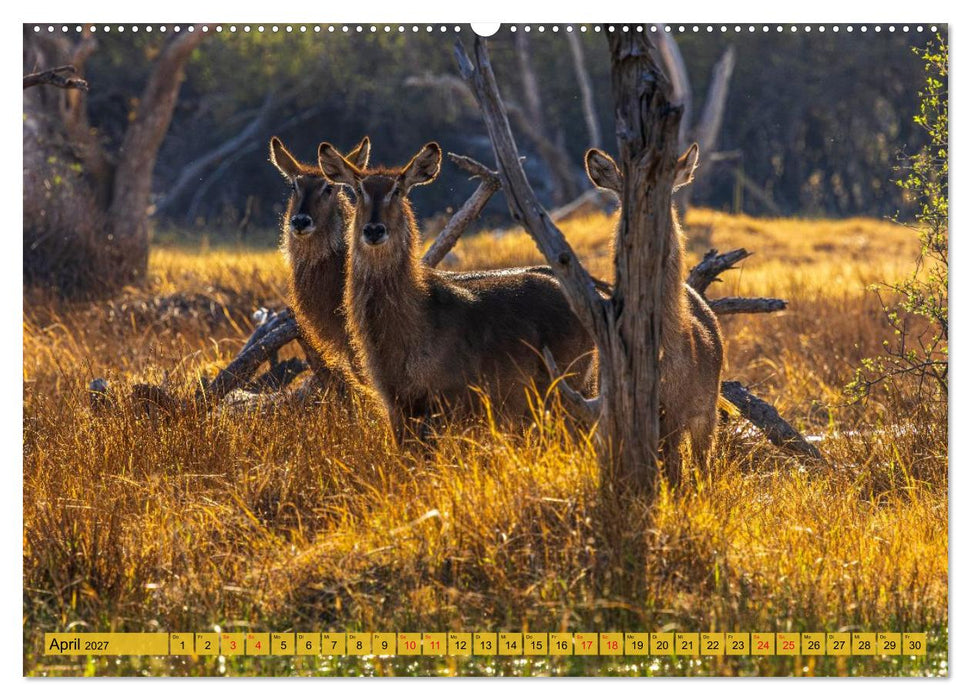 Das Okavango-Delta - Naturwunder im Herzen Afrikas (CALVENDO Wandkalender 2027)