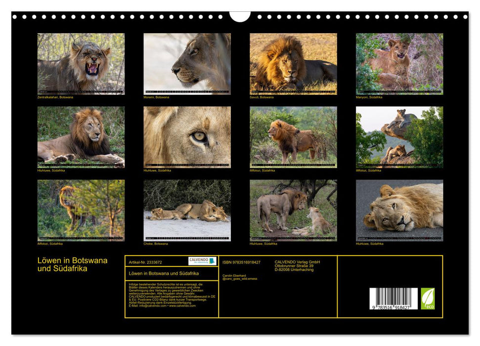 Löwen in Botswana und Südafrika (CALVENDO Wandkalender 2027)
