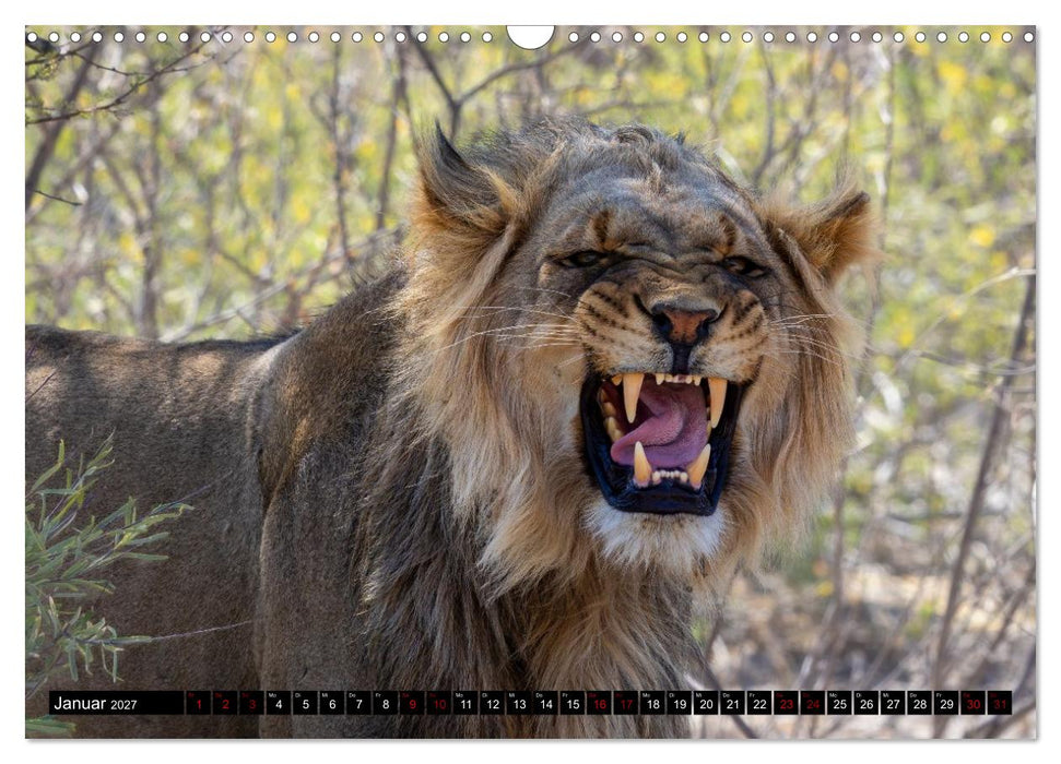 Löwen in Botswana und Südafrika (CALVENDO Wandkalender 2027)