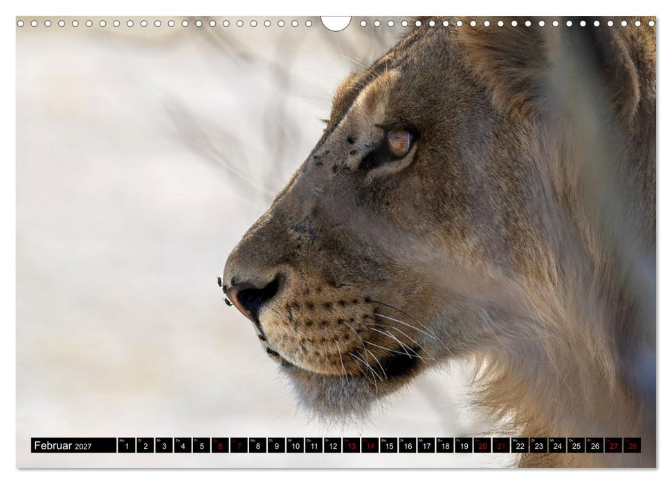Löwen in Botswana und Südafrika (CALVENDO Wandkalender 2027)