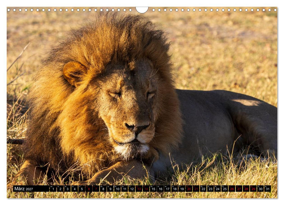 Löwen in Botswana und Südafrika (CALVENDO Wandkalender 2027)