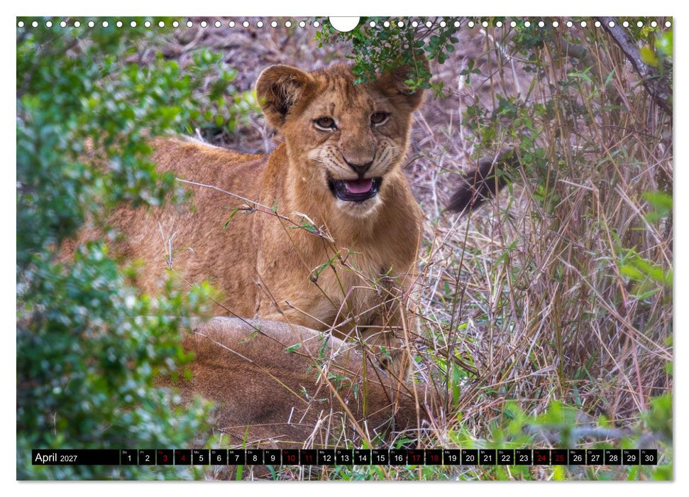 Löwen in Botswana und Südafrika (CALVENDO Wandkalender 2027)