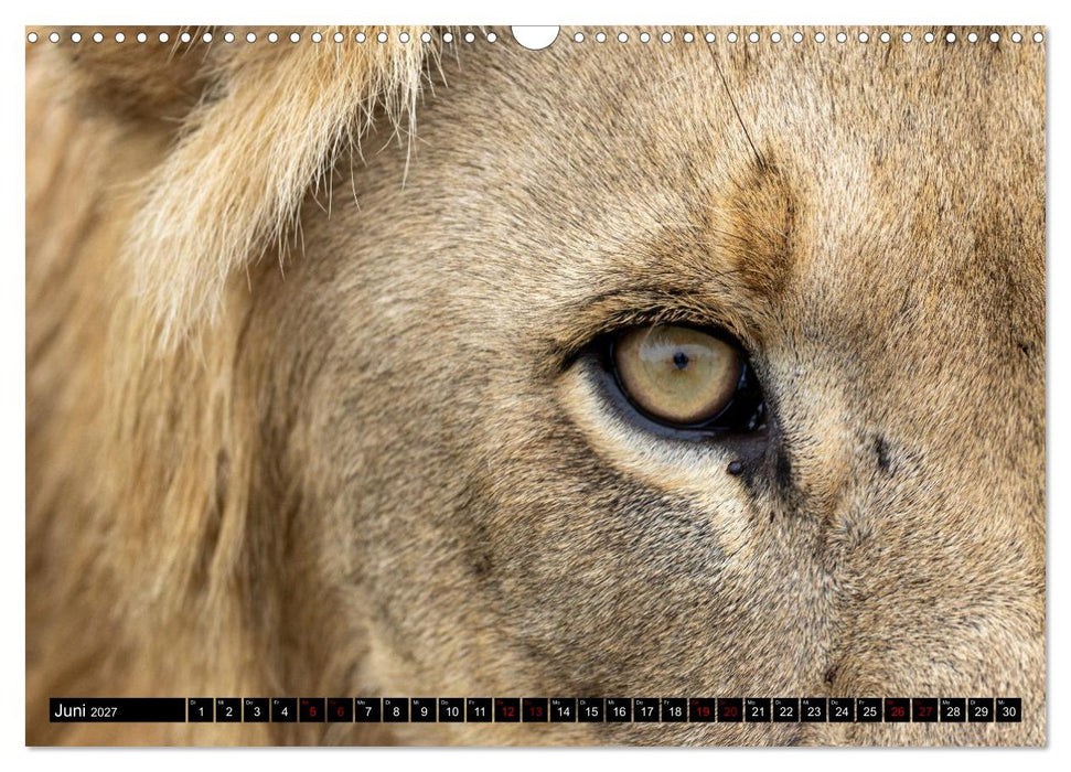 Löwen in Botswana und Südafrika (CALVENDO Wandkalender 2027)