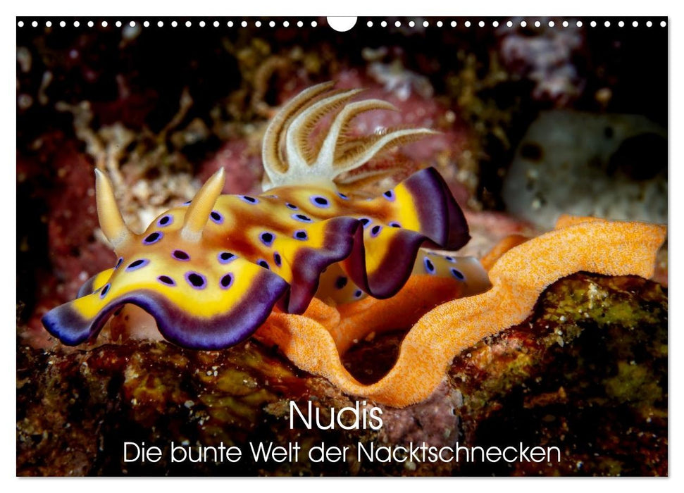 Nudis – Die bunte Welt der Nacktschnecken (CALVENDO Wandkalender 2027)