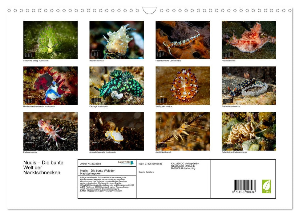 Nudis – Die bunte Welt der Nacktschnecken (CALVENDO Wandkalender 2027)