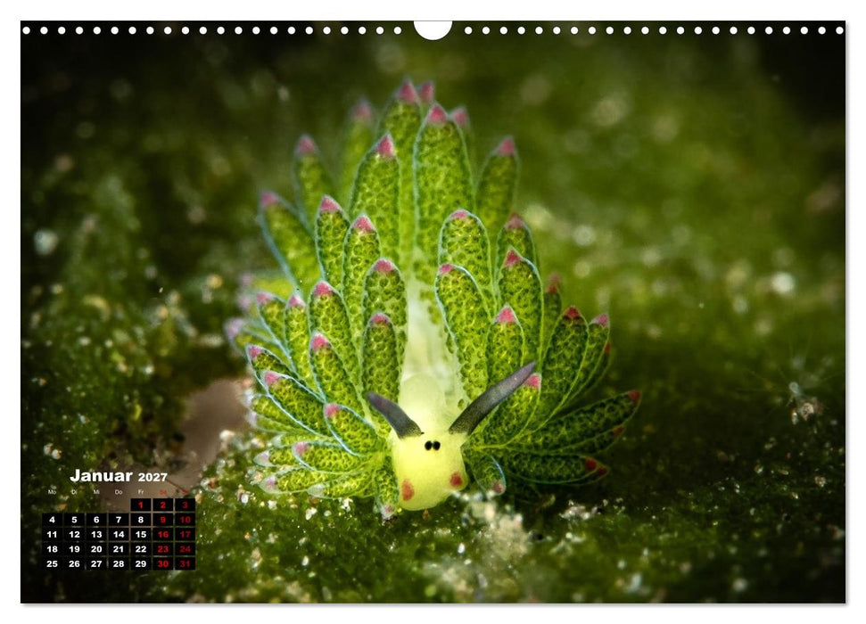 Nudis – Die bunte Welt der Nacktschnecken (CALVENDO Wandkalender 2027)