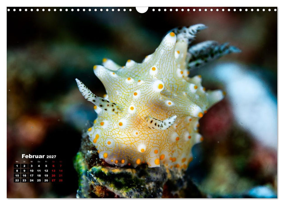 Nudis – Die bunte Welt der Nacktschnecken (CALVENDO Wandkalender 2027)