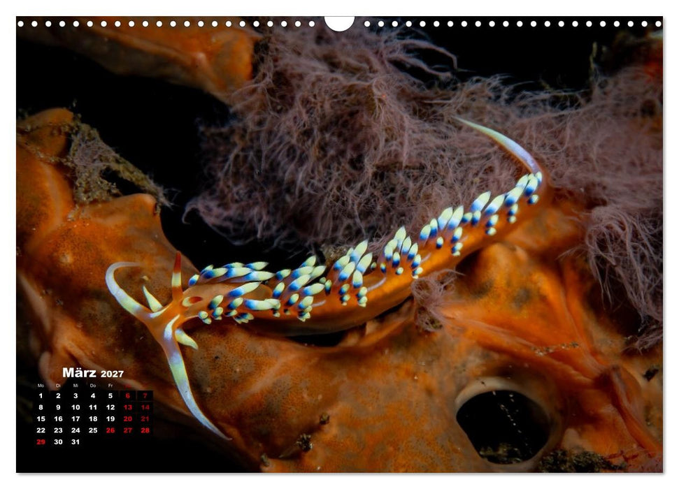 Nudis – Die bunte Welt der Nacktschnecken (CALVENDO Wandkalender 2027)