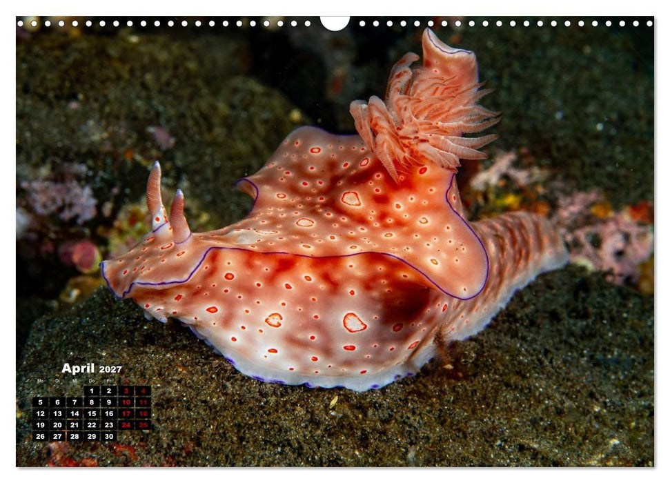 Nudis – Die bunte Welt der Nacktschnecken (CALVENDO Wandkalender 2027)