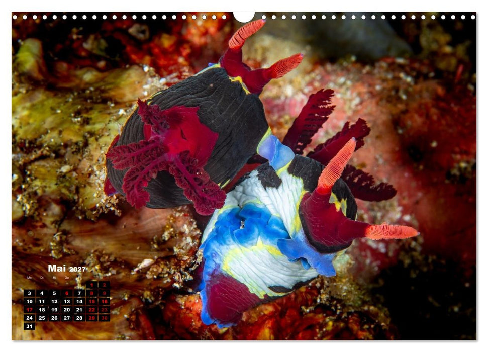 Nudis – Die bunte Welt der Nacktschnecken (CALVENDO Wandkalender 2027)