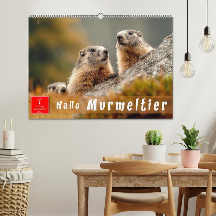 Hallo Murmeltier (CALVENDO Wandkalender 2027)
