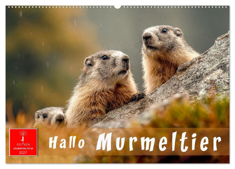 Hallo Murmeltier (CALVENDO Wandkalender 2027)