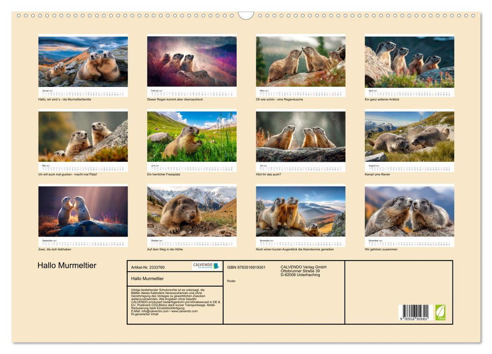 Hallo Murmeltier (CALVENDO Wandkalender 2027)
