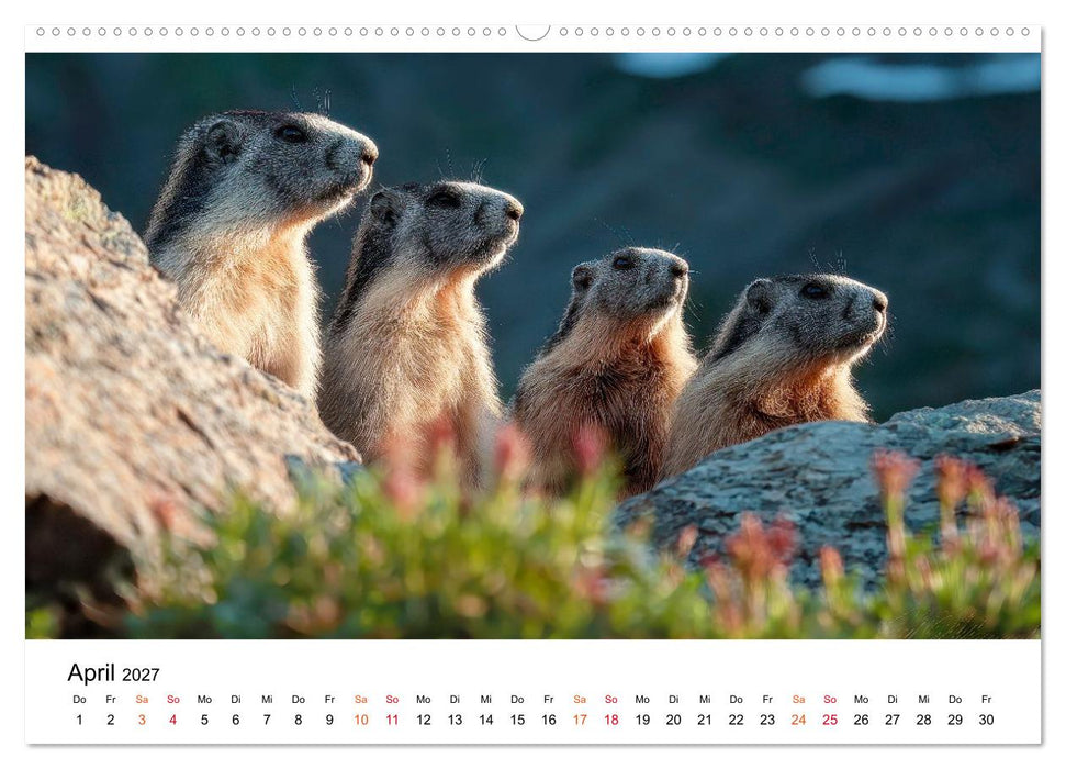 Hallo Murmeltier (CALVENDO Wandkalender 2027)