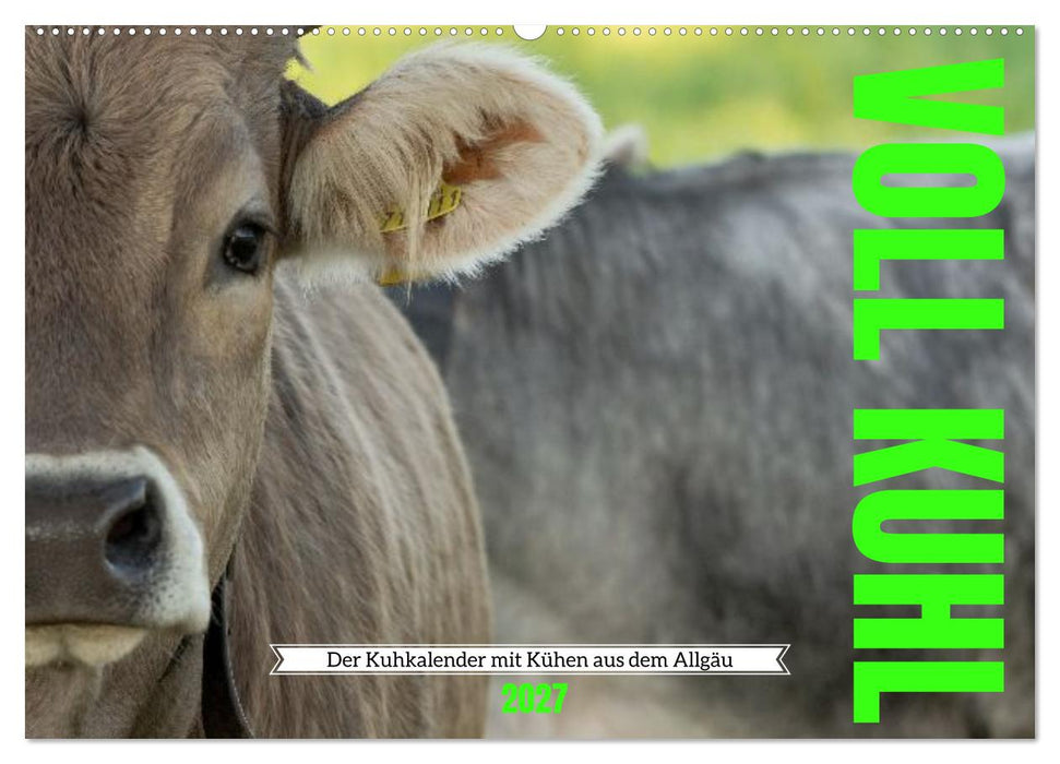 Voll kuhl - der Kuhkalender mit Kühen aus dem Allgäu (CALVENDO Wandkalender 2027)
