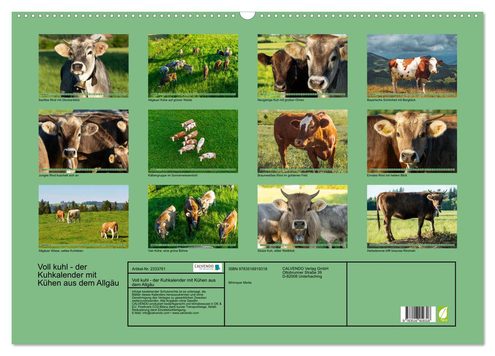 Voll kuhl - der Kuhkalender mit Kühen aus dem Allgäu (CALVENDO Wandkalender 2027)